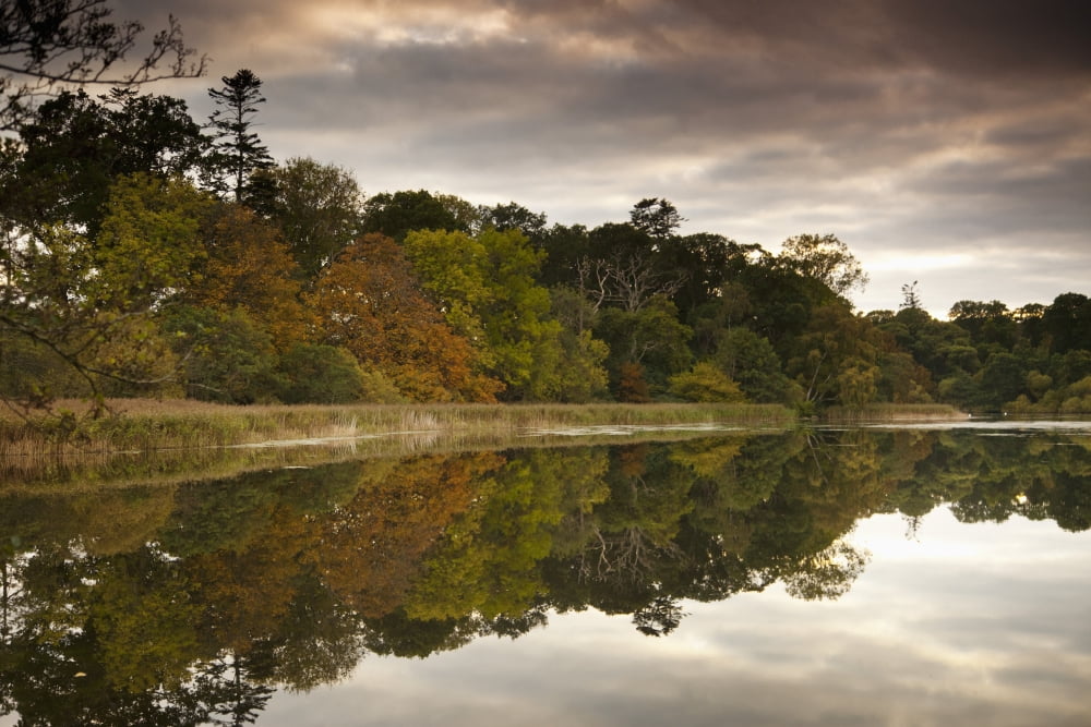 Trees Reflected In Tranquil Water Scottish Borders Scotland Canvas Art - John Short Design Pics (38 x 24)