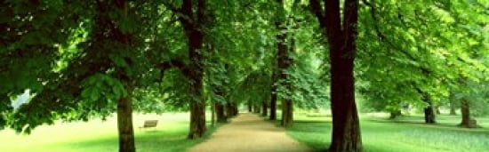 Trees Salzburg Austria Canvas Art - Panoramic Images (36 x 12)