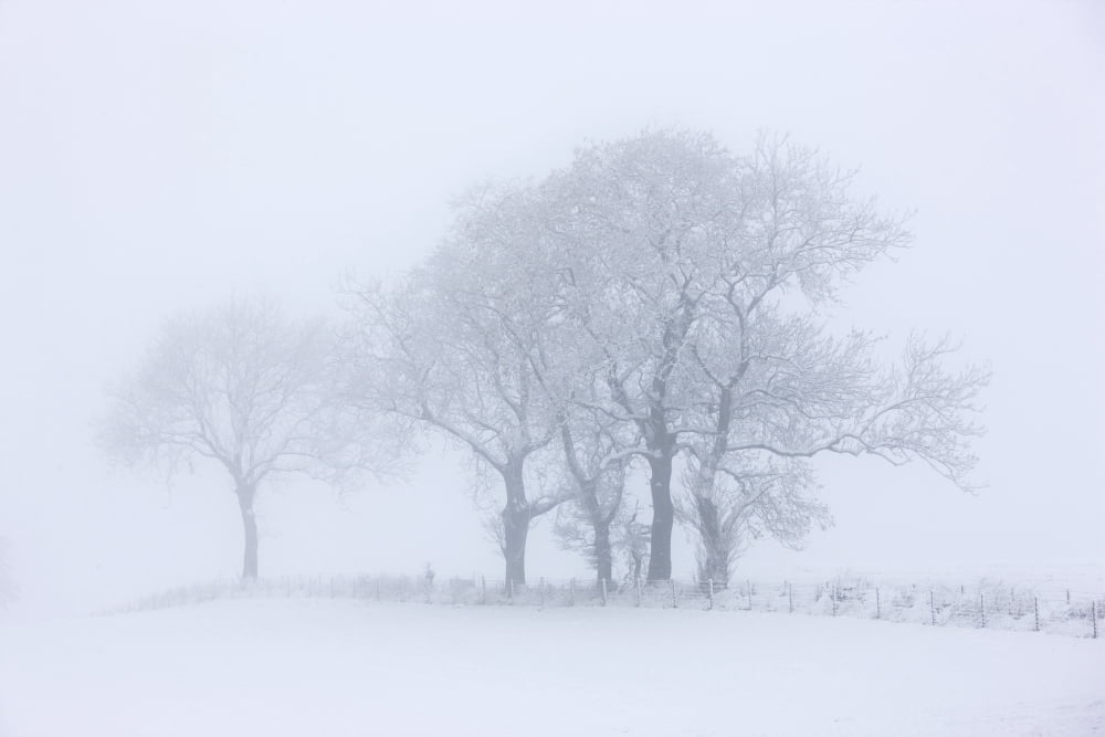 Trees Seen Through Winter Whiteout Canvas Art - John Short Design Pics (18 x 12)