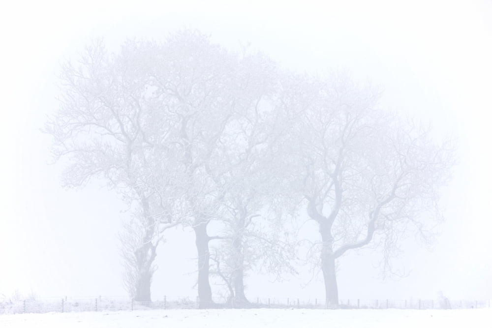 Trees Seen Through Winter Whiteout Canvas Art - John Short Design Pics (36 x 24)