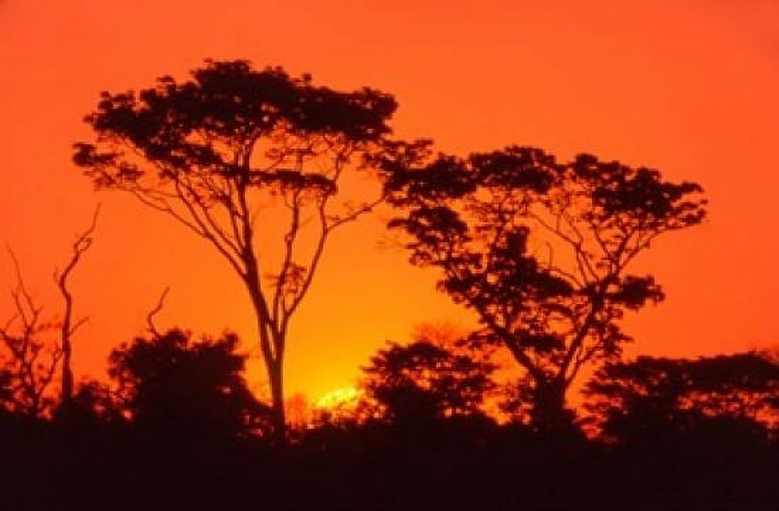 Trees Silhouetted by Dramatic Sunset South Africa Canvas Art - Claudia Adams DanitaDelimont (17 x 11)