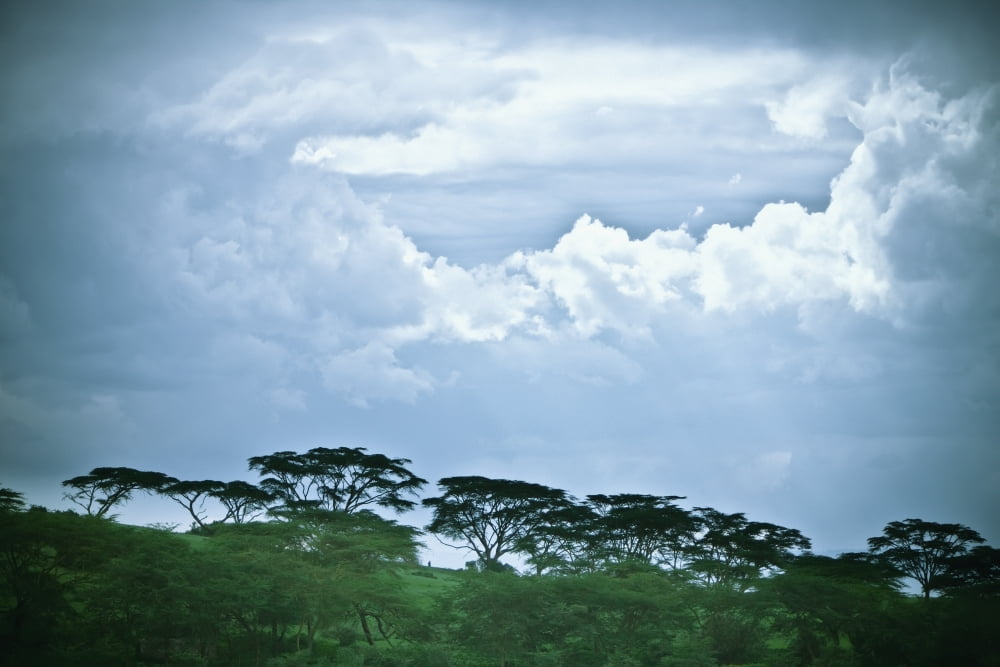 Trees Under A Cloudy Sky Kenya Canvas Art - David DuChemin Design Pics (19 x 12)