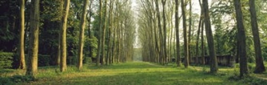 Trees Versailles France Canvas Art - Panoramic Images (36 x 12)