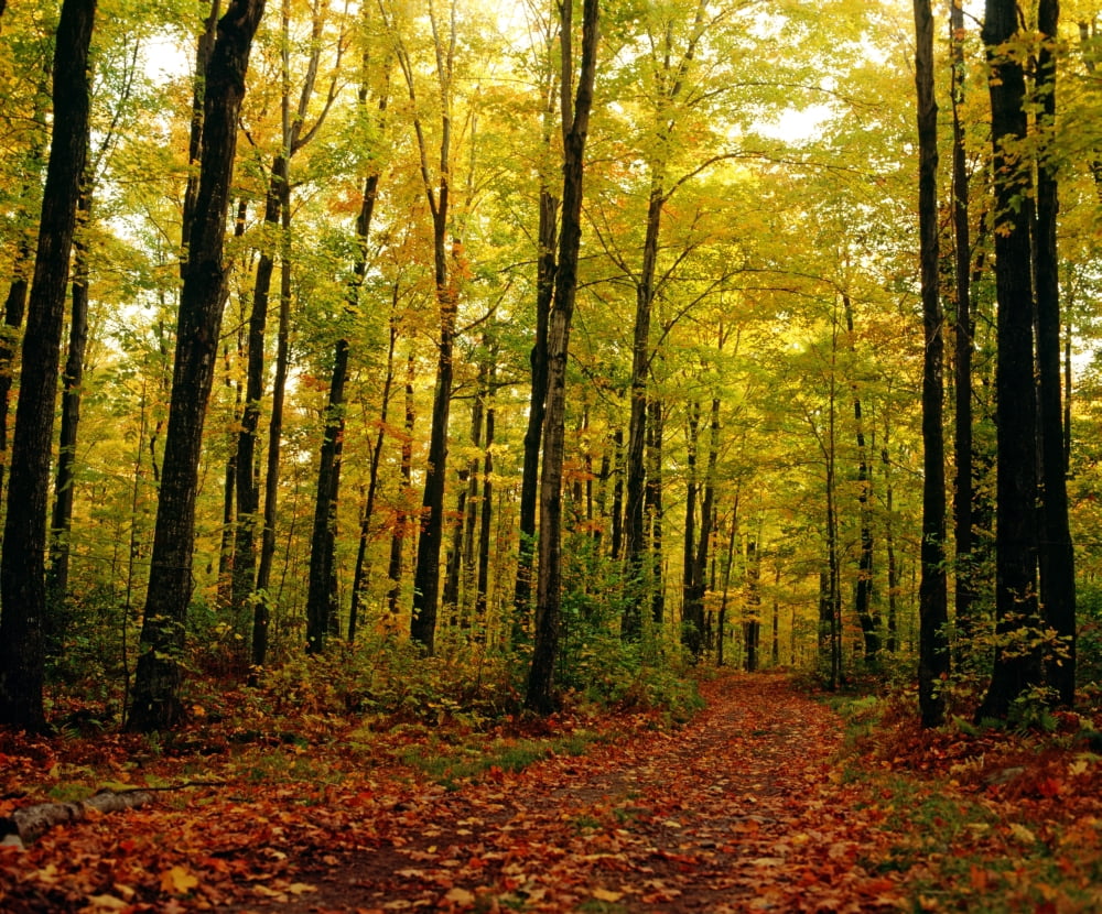 Trees With Autumn Leaves In The Forest Canvas Art - David Chapman Design Pics (16 x 13)