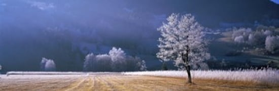 Trees With Frost Franstanz Tyrol Austria Canvas Art - Panoramic Images (36 x 12)