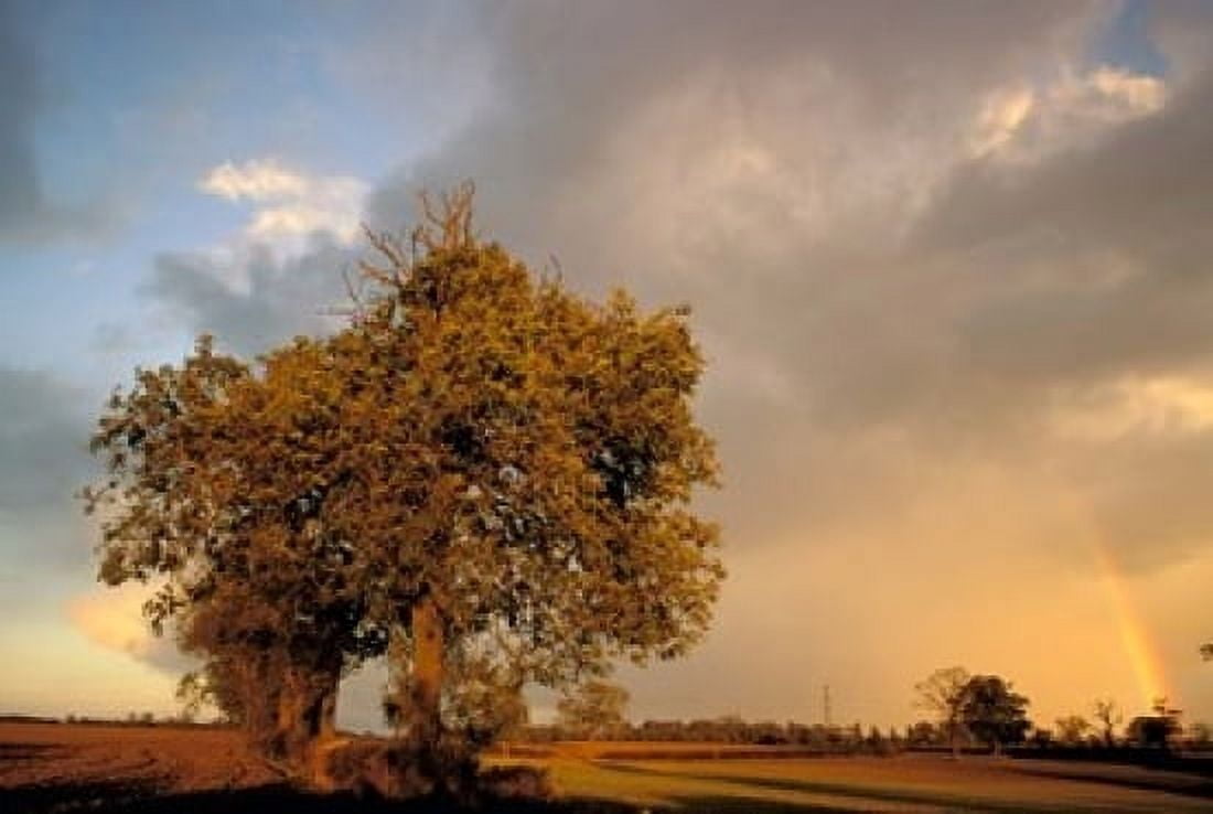 Trees after Rain and Rainbow West Yorkshire England Canvas Art - Walter Bibikow DanitaDelimont (18 x 12)