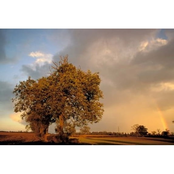 Trees after Rain and Rainbow, West Yorkshire, England Poster Print by Walter Bibikow (18 x 12)