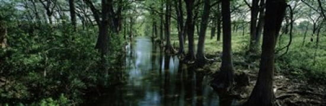 Trees along Blanco River Texas USA Canvas Art - Panoramic Images (36 x 12)