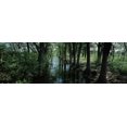 thumbnail image 1 of Trees along Blanco River, Texas, USA Poster Print (36 x 12), 1 of 1