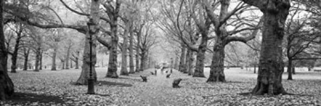 Trees along a footpath in a park Green Park London England Canvas Art - Panoramic Images (18 x 6)