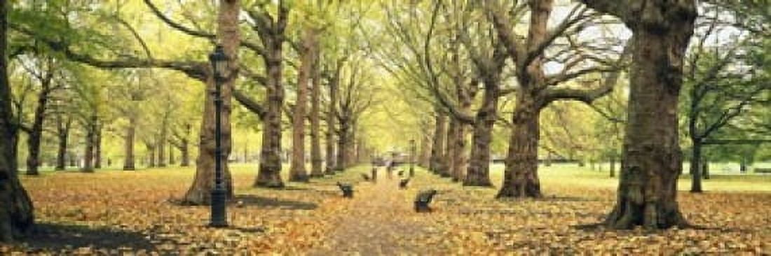 Trees along a footpath in a park Green Park London England Canvas Art - Panoramic Images (18 x 6)