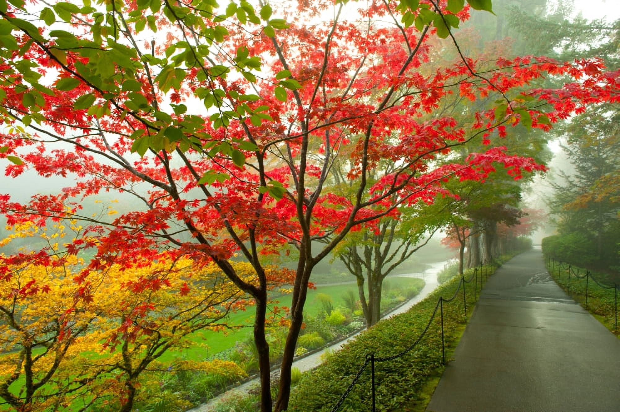 Trees along a garden path Victoria Vancouver Island British Columbia Canada Canvas Art - Panoramic Images (27 x 9)