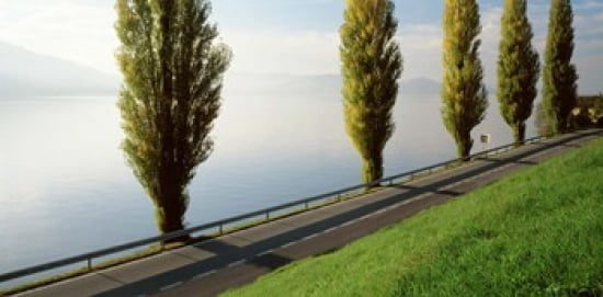 Trees along a lake Lake Zug Switzerland Canvas Art - Panoramic Images (24 x 12)