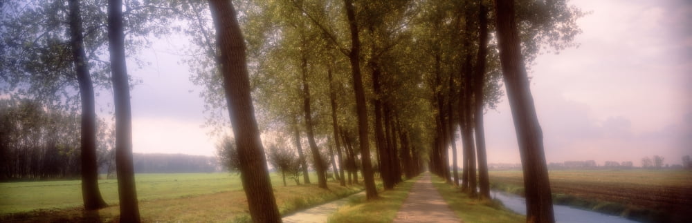 Trees along a path Holland Netherlands Canvas Art - Panoramic Images (12 x 36)