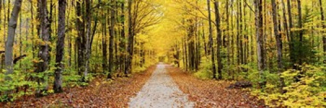 Trees along a pathway in autumn Hiawatha National Forest Alger County Upper Peninsula Michigan USA Canvas Art - Panoramic Images (18 x 6)