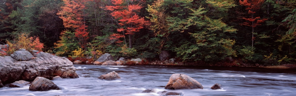 Trees along a river Moose River Adirondack Mountains New York State USA Canvas Art - Panoramic Images (36 x 12)