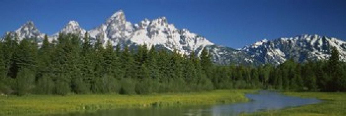 Trees along a river Near Schwabachers Landing Grand Teton National Park Wyoming USA Canvas Art - Panoramic Images (18 x 6)