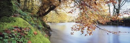 Trees along a river River Dart Bickleigh Mid Devon Devon England Canvas Art - Panoramic Images (36 x 12)