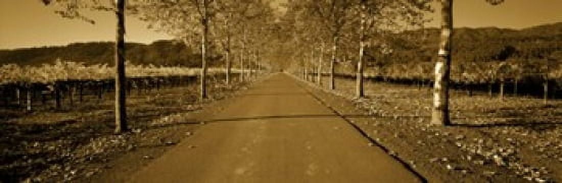 Trees along a road Beaulieu Vineyard Rutherford Napa Valley Napa Napa County California USA Canvas Art - Panoramic Images (18 x 6)