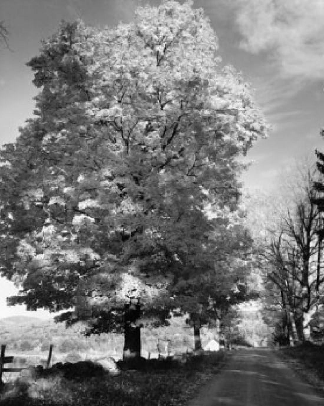 Trees along a road Canvas Art - (18 x 24)