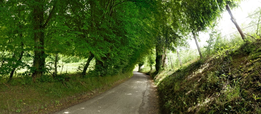 Trees along a road Corneville-sur-Risle Eure Haute-Normandy France Canvas Art - Panoramic Images (27 x 9)