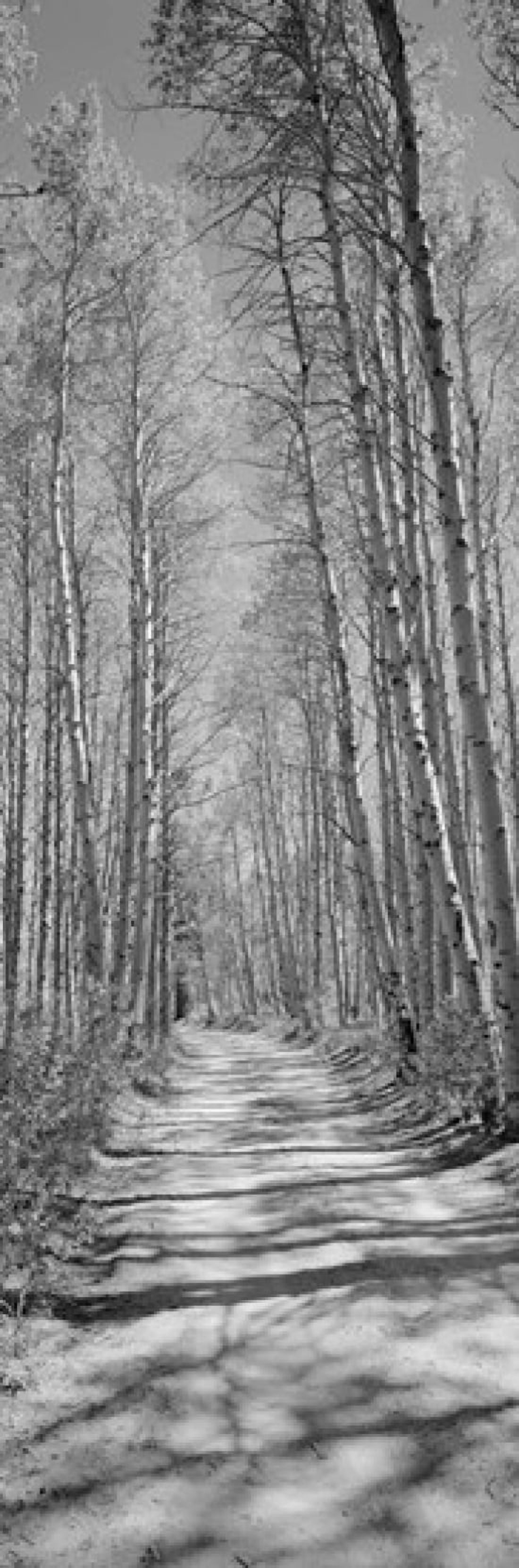 Trees along a road Log Cabin Gold Mine Eastern Sierra Californian Sierra Nevada California USA Canvas Art - Panoramic Images (18 x 6)