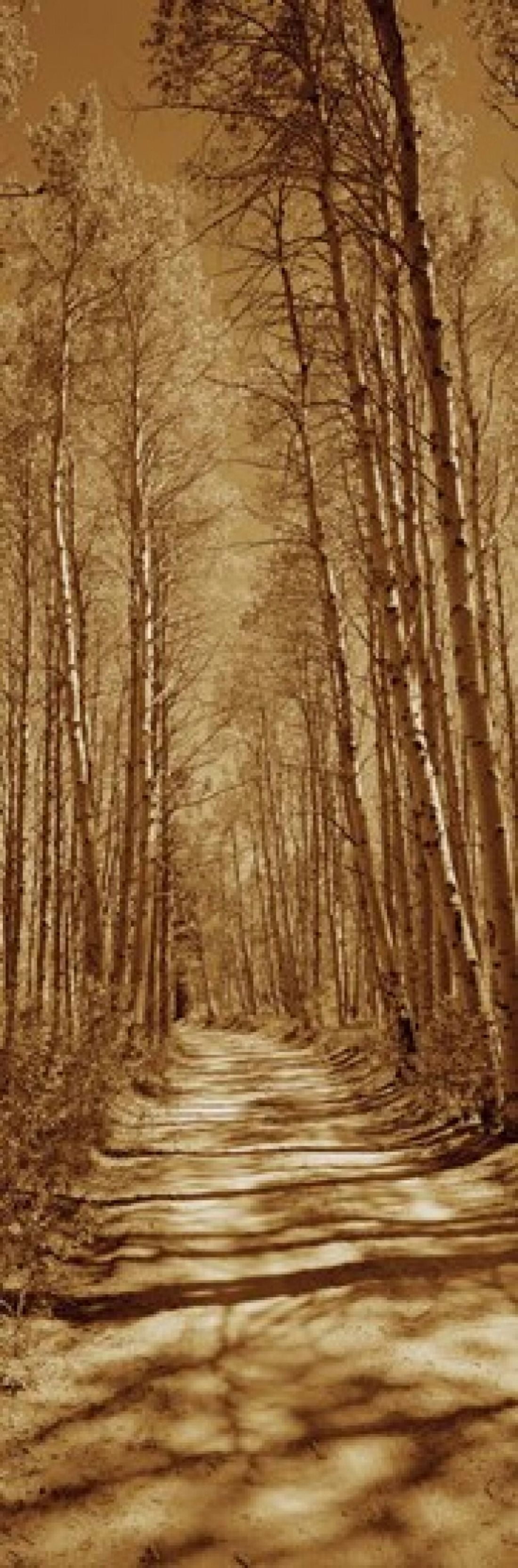 Trees along a road Log Cabin Gold Mine Eastern Sierra Californian Sierra Nevada California USA Canvas Art - Panoramic Images (36 x 12)