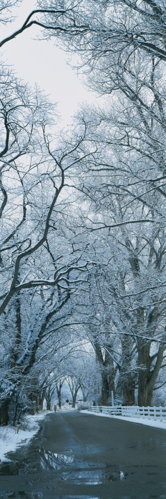 Trees along a road Taos New Mexico USA Canvas Art - Panoramic Images (27 x 9)