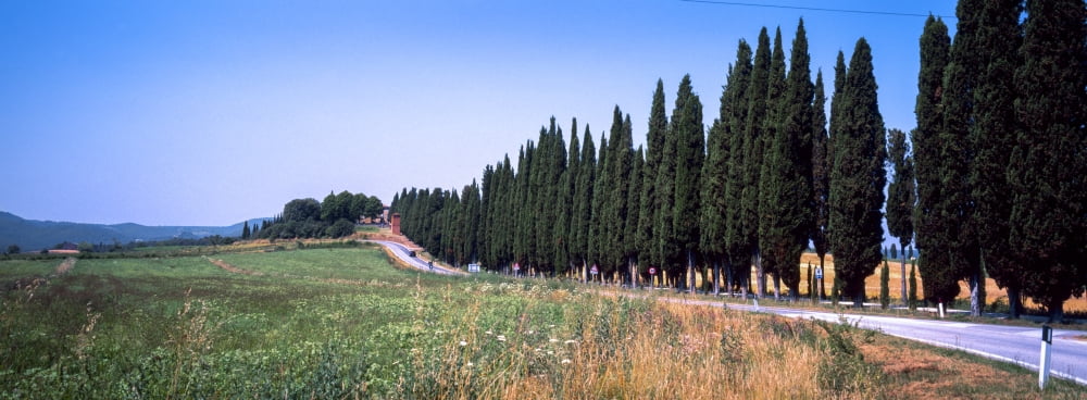 Trees along a road Torrita Di Siena Siena Siena Province Tuscany Italy Canvas Art - Panoramic Images (36 x 12)