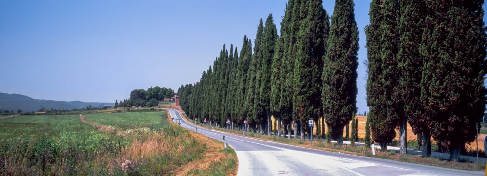 Trees along a road Torrita Di Siena Siena Siena Province Tuscany Italy Canvas Art - Panoramic Images (36 x 12)