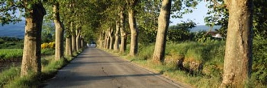 Trees along a road Vaucluse Provence France Canvas Art - Panoramic Images (36 x 12)