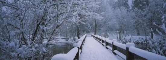 Trees along a snow covered footbridge Yosemite National Park California USA Canvas Art - Panoramic Images (36 x 13)