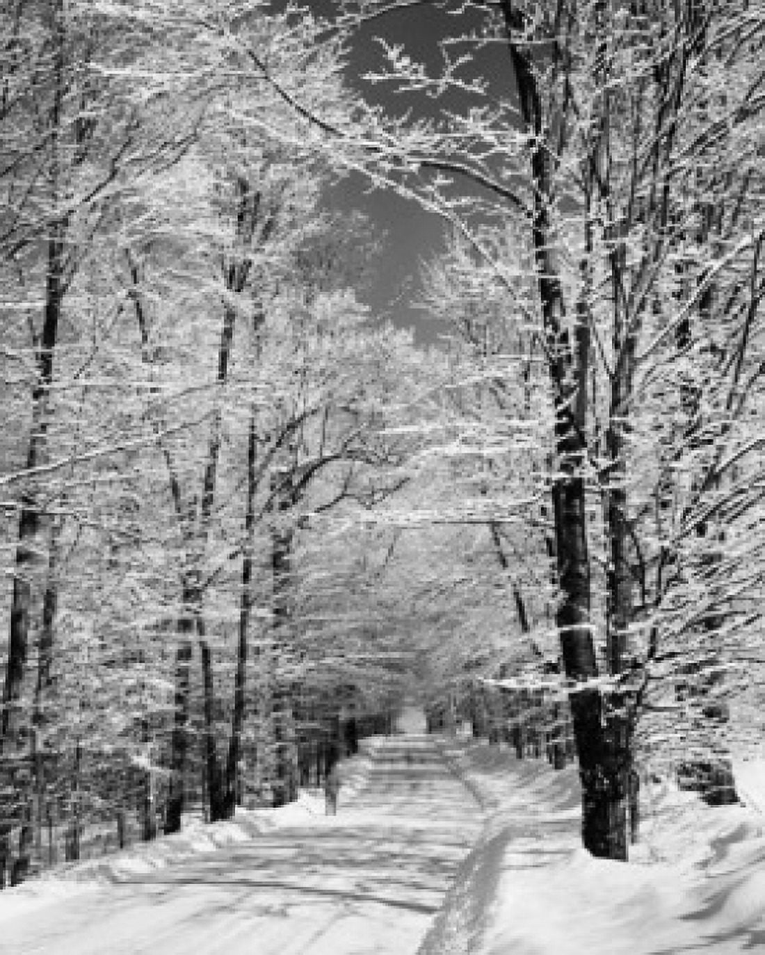 Trees along a snow covered road Canvas Art - (18 x 24)