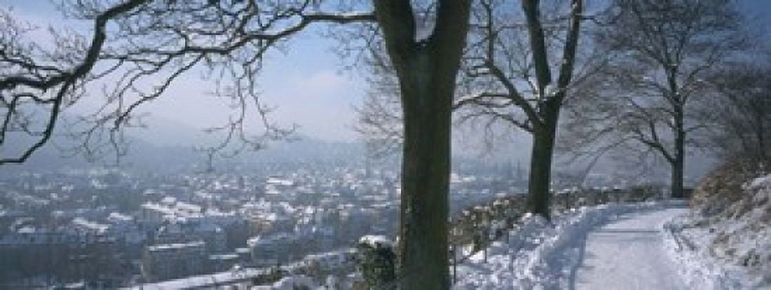 Trees along a snow covered road Freiburg Im Breisgau Breisgau Baden-Wurttemberg Germany Canvas Art - Panoramic Images (15 x 6)