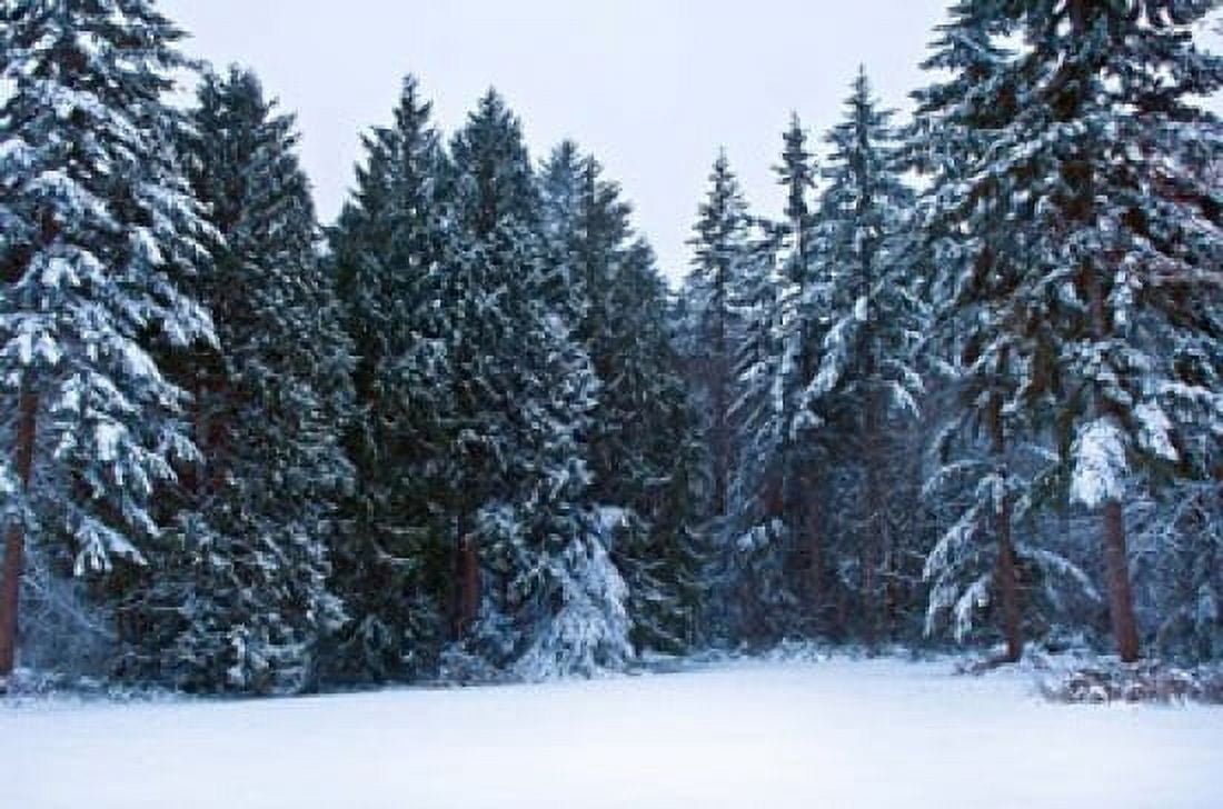 Trees along a snow covered road in a forest Washington State USA Canvas Art - Panoramic Images (36 x 24)
