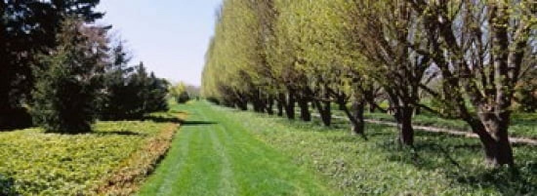 Trees along a walkway in a botanical garden Niagara Falls Ontario Canada Canvas Art - Panoramic Images (18 x 7)