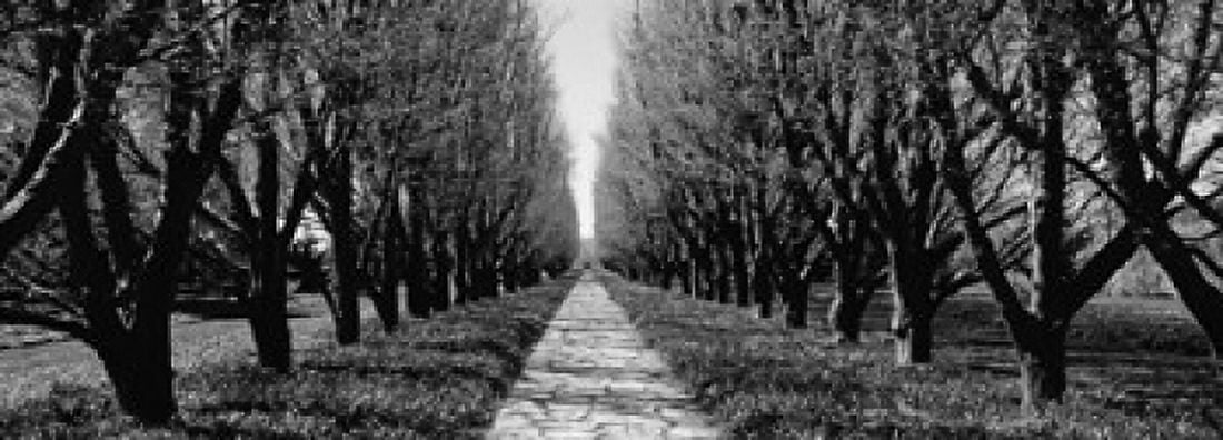 Trees along a walkway in a botanical garden Niagara Falls Ontario Canada Canvas Art - Panoramic Images (18 x 7)