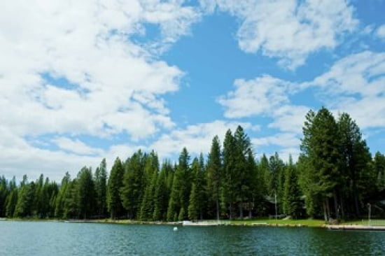 Trees along bank of Lake Almanor California USA Canvas Art - Panoramic Images (36 x 24)