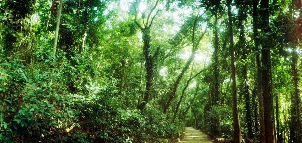 Trees along pathway in the botanical garden Jardim Botanico Zona Sul Rio de Janeiro Brazil Canvas Art - Panoramic Images (36 x 12)