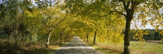 Trees along the road Portugal Canvas Art - Panoramic Images (36 x 12)
