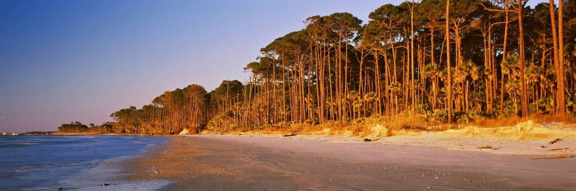 Trees along the shoreline Hunting Island State Park Hunting Island Beaufort South Carolina USA Canvas Art - Panoramic Images (27 x 9)