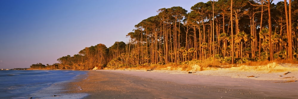 Trees along the shoreline Hunting Island State Park Hunting Island Beaufort South Carolina USA Canvas Art - Panoramic Images (36 x 12)