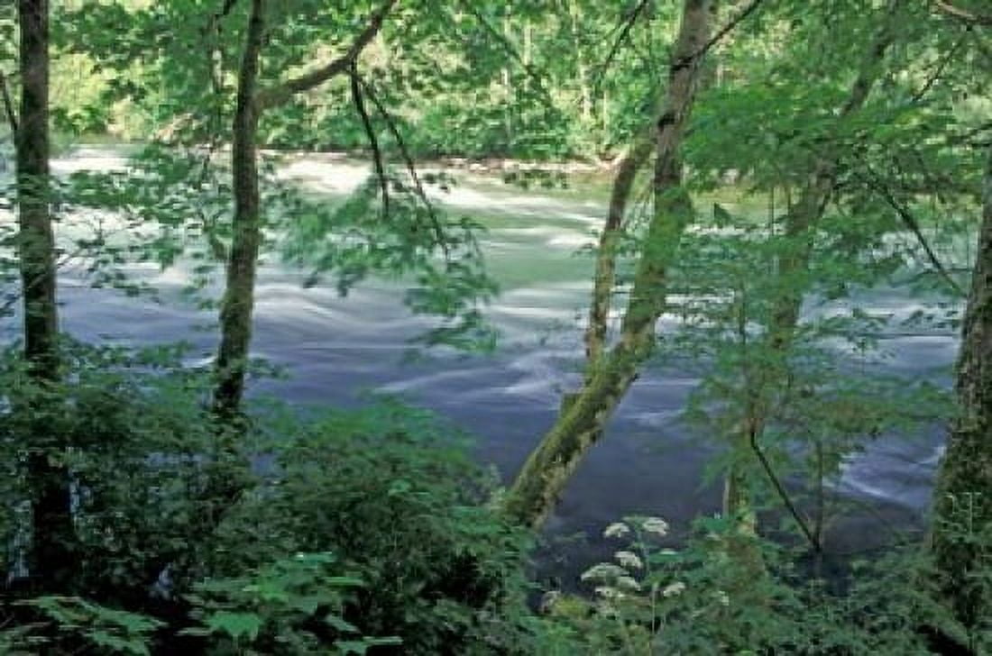 Trees and Ferns on Banks of Campbell River Vancouver Island British Columbia Canvas Art - Brent Bergherm DanitaDelimont (27 x 18)
