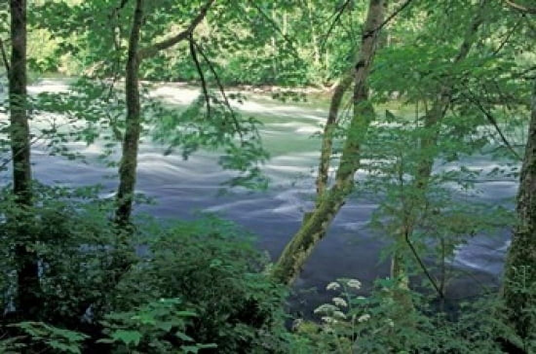 Trees and Ferns on Banks of Campbell River Vancouver Island British Columbia Canvas Art - Brent Bergherm DanitaDelimont (36 x 24)