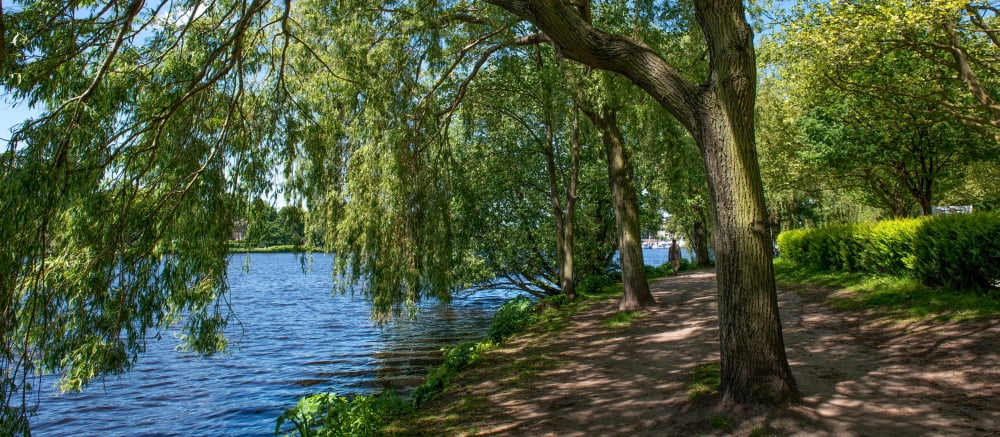 Trees and Footpath along Alster Lake Hamburg Germany Canvas Art - Panoramic Images (27 x 9)