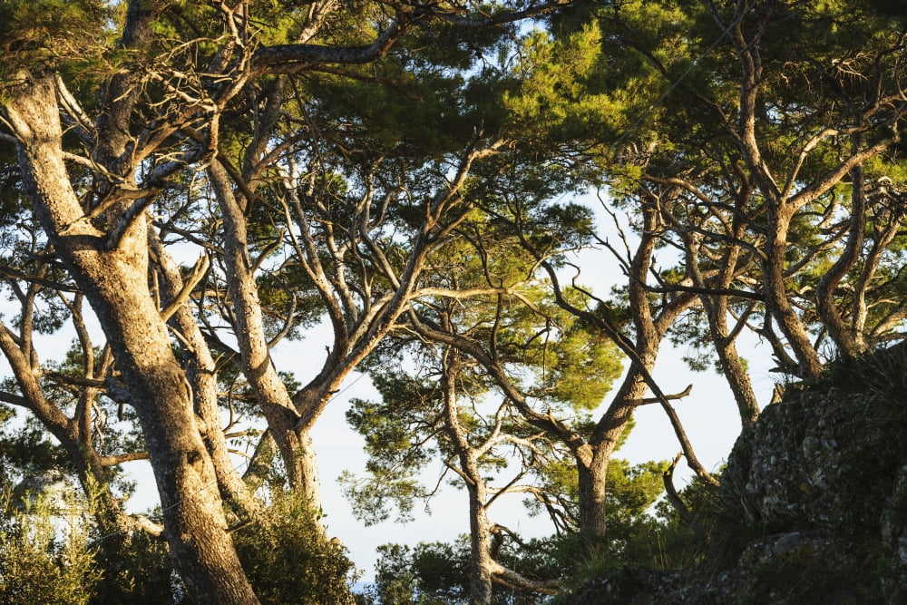 Trees and blue sky Portofino Liguria Italy Canvas Art - Yves Marcoux Design Pics (19 x 12)