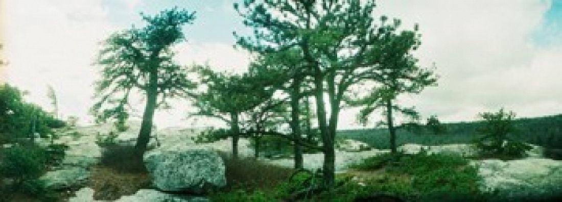 Trees and boulders along the Gertrudes Nose Minnewaska State Park Catskill Mountains New York State USA Canvas Art - Panoramic Images (36 x 13)