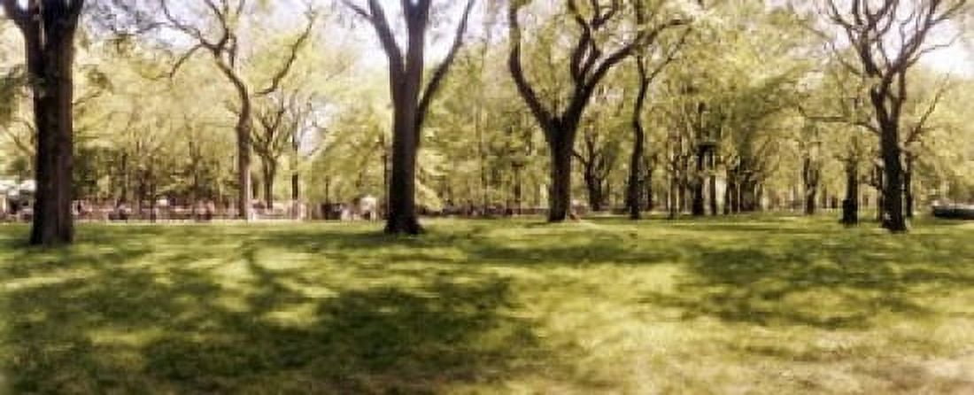 Trees and grass in a Central Park in the spring time New York City New York State USA Canvas Art - Panoramic Images (15 x 6)