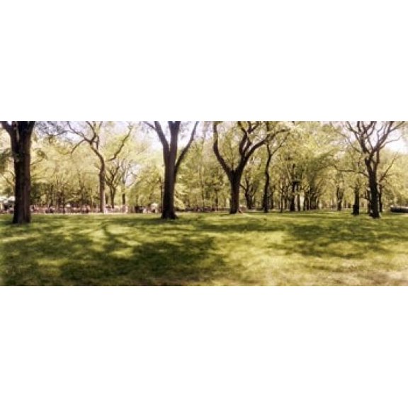 Trees and grass in a Central Park in the spring time, New York City, New York State, USA Poster Print (15 x 6)
