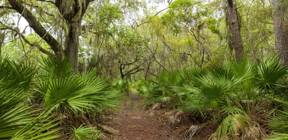 Trees and plants in a forest Oscar Scherer State Park Nokomis Sarasota County Florida USA Canvas Art - Panoramic Images (25 x 12)
